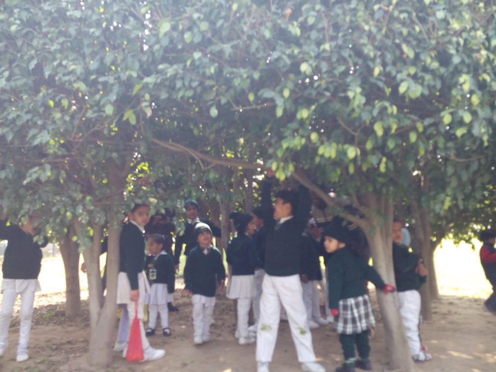 Outing trees